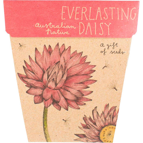 Gift of Seeds Everlasting Daisy