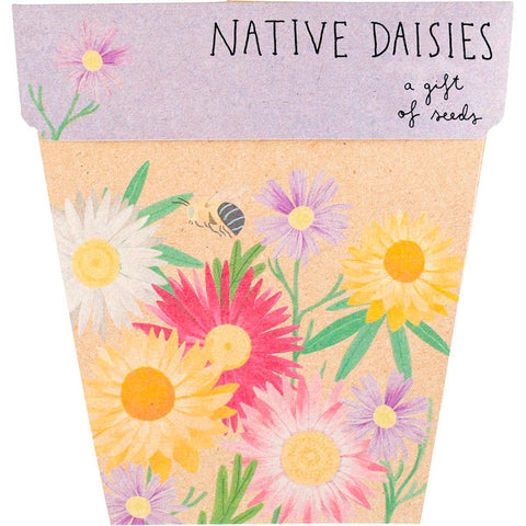 Gift of Seeds Daisies Native